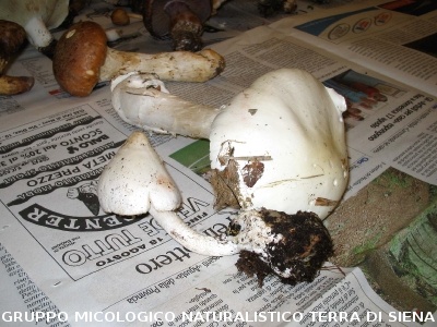 Amanita virosa