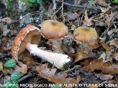 Armillaria gallica