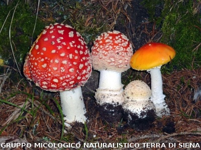 Amanita muscaria
