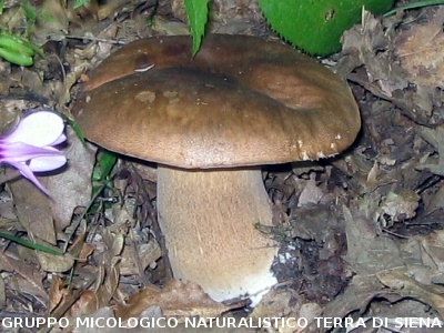 Boletus aestivalis