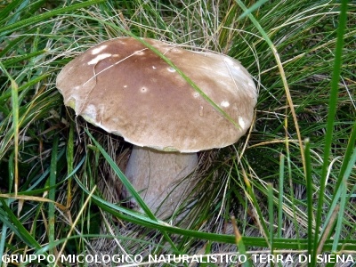 Boletus edulis