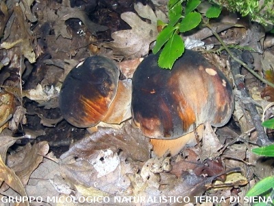 Boletus aereus