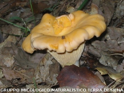 Cantharellus cibarius