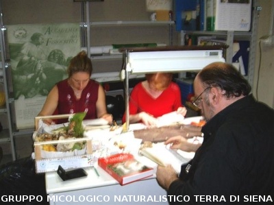 Mostra Micologica a Monteriggioni