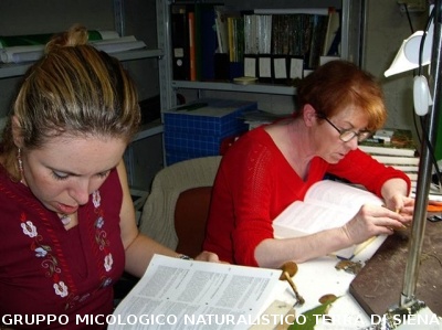 Mostra Micologica a Monteriggioni