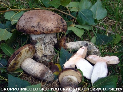 Leccinum duriusculum