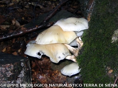Mucidula mucida (syn. Oudemansiella mucida)
