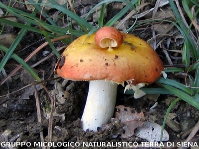 Russula persicina ( syn. Russula persicina var. rubrata)