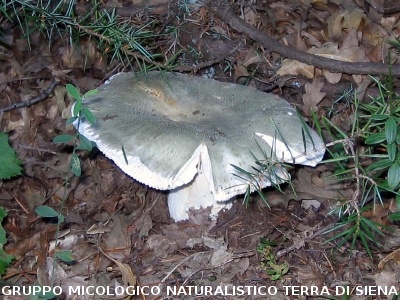 Russula virescens