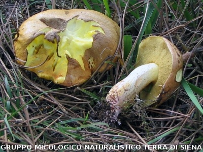 Suillus collinitus