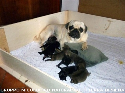 Riunione