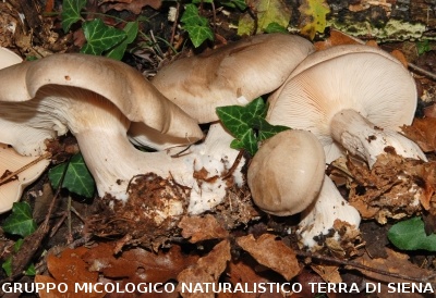 Clitocybe nebularis