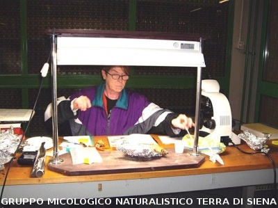 XI^ Mostra Micologica Senese