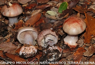 Cortinarius rufo-olivaceus