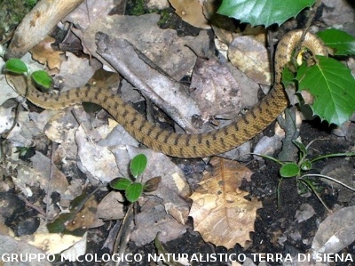 Escursione 1 sulla Montagnola Senese