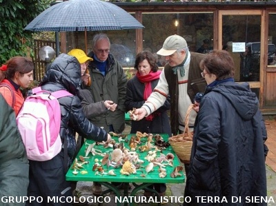 Escursione Micologica in loc. Monticiano