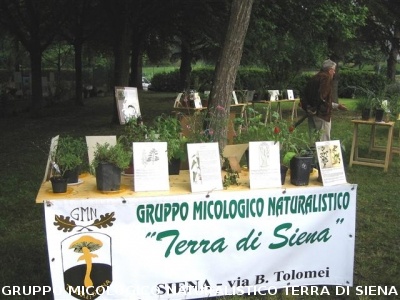 Mostra delle erbe spontanee