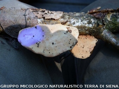 Hapalopilus nidulans reazione con kOH (syn. Hapalopilus rutilans)