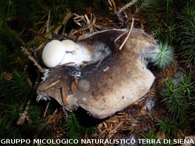Russula adusta parassitata da Asterophora parasitica