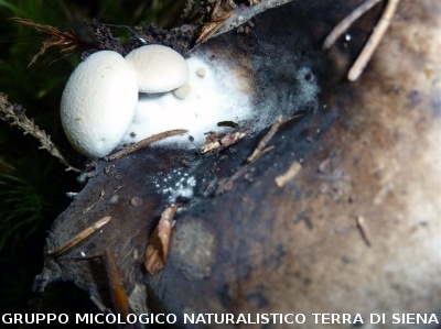 Asterophora parasitica (syn. Nyctalis parasitica) su Russula adusta