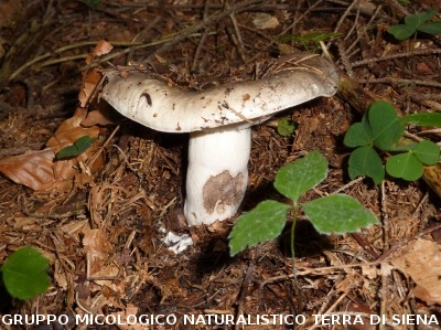 Russula adusta