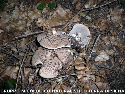 Sarcodon imbricatus