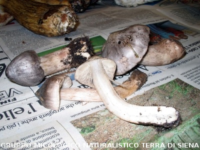Tricholoma virgatum