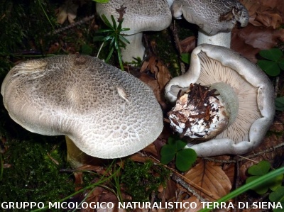 Tricholoma pardinum