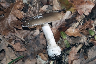 Amanita pantherina