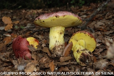 Butyriboletus regius 2 (syn. Boletus regius)