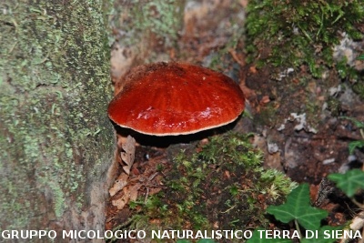 Fistulina hepatica