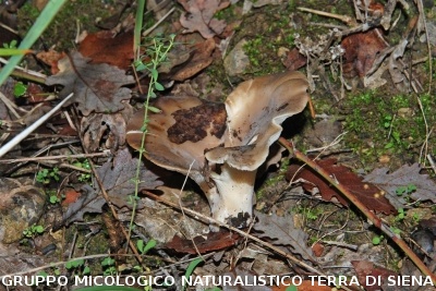 Hohenbuehelia petaloides (syn. Hohenbuehelia geogenia)  )