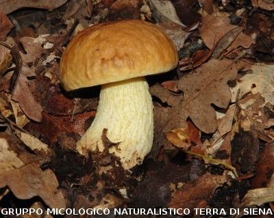 Leccinellum lepidum (syn. Leccinum lepidum)