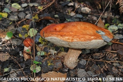 Leccinum aurantiacum (syn. L. quercinum; L. rufum)