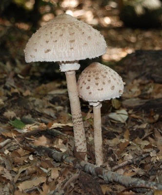 Macrolepiota procera 2
