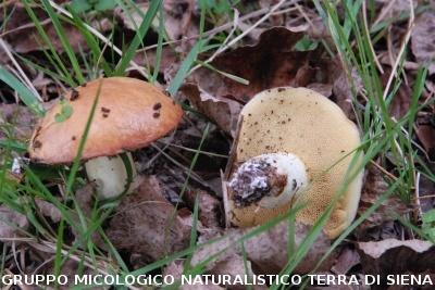 Suillus granulatus