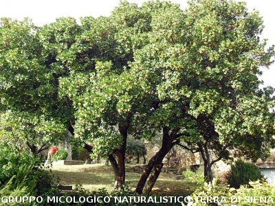 Escursione micologica senza funghi
