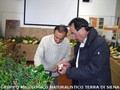 XIV^ Mostra Micologica Senese