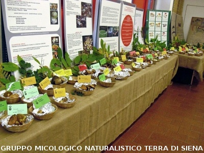 XIV^ Mostra Micologica Senese