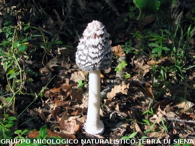 Coprinopsis picacea (syn. Coprinus picaceus)