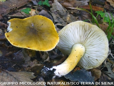Tricholoma sejunctum (syn. Tricholoma coryphaeum)