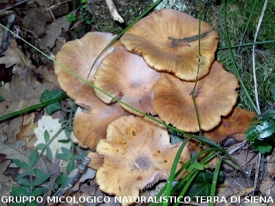 Armillaria tabescens