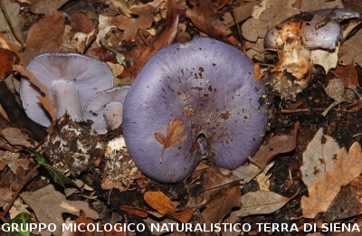 Cortinarius caesiocyaneus (syn. Cortinarius caerulescens)