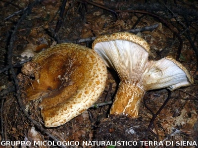 Lactarius scrobiculatus