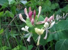 Escursione naturalistica sul Monte Cetona