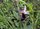 Escursione naturalistica sul Monte Cetona