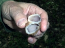 Escursione 1 sulla Montagnola Senese
