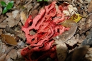Escursione naturalistica alla Befa