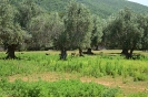 Passeggiata nel Parco dell'Uccellina