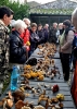 Escursione micologica 2 a Monticiano